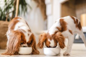 Two dogs eating food, Sunday Food for Dogs has not faced a recall in 2024.