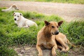 A group of stray dogs lying on the roadside, the large stray dogs' population in Savannah, Georgia ,is worrying residents