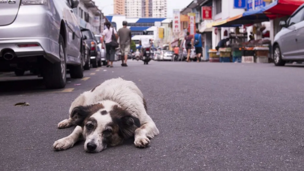 Dog lying in the middle of the road, a Louisiana mother has started a dog rescue to honor her daughter