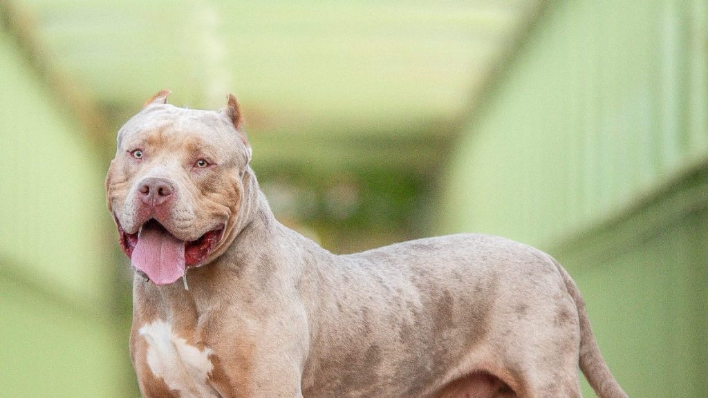 An XL Bully standing with tongue out, a woman in Scotland was arrested in connection with an XL Bully dog attack