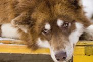 Red and white Canadian Inuit Dog, also known as a Canadian Eskimo Dog, lounging happily in the snow.