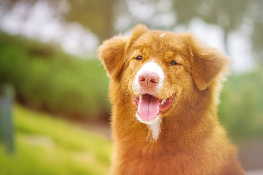 A Nova Scotia Duck Tolling Retriever sits in a garden.