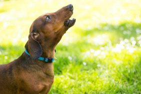 A Dachshund dog barking, Dachshunds tend to bark a lot.