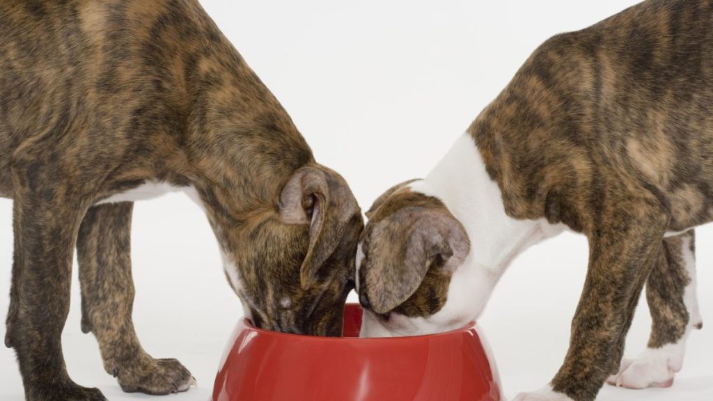 Two dogs eating dog food from a red bowl, there's no Raised Right dog food under recall in 2024