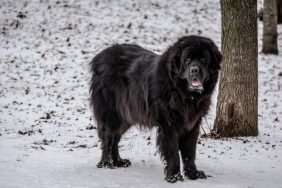 A Newfoundland standing in the snow next to a tree, Newfoundlands make good family dogs