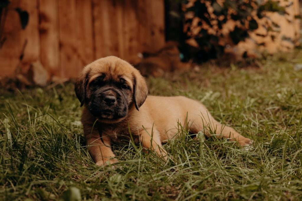 Mastiff puppy resting on grass.