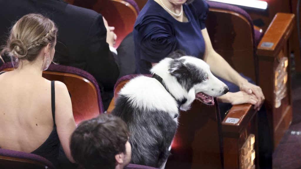 Messi the dog from “Anatomy of a Fall,” at the 96th Annual Oscars held at Dolby Theatre on March 10, 2024 in Los Angeles, California.