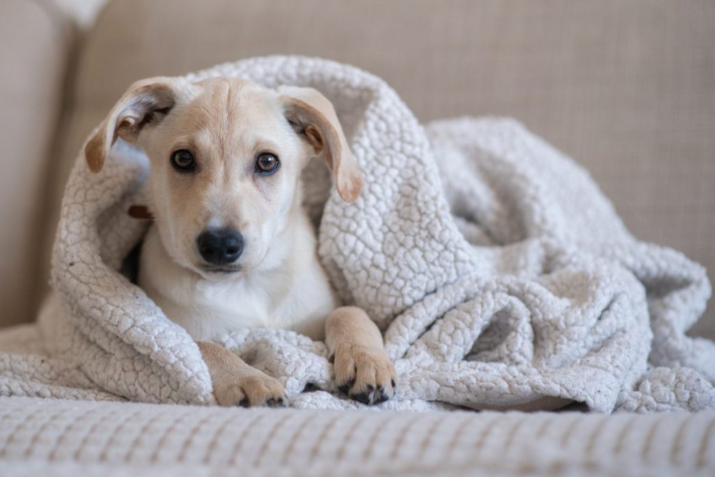 Achy dog with arthritis looking at the camera, requiring Adequan injection for dogs.