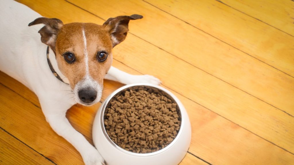 Dog near a food bowl on wooden floor. Open Farm dog food recall info.