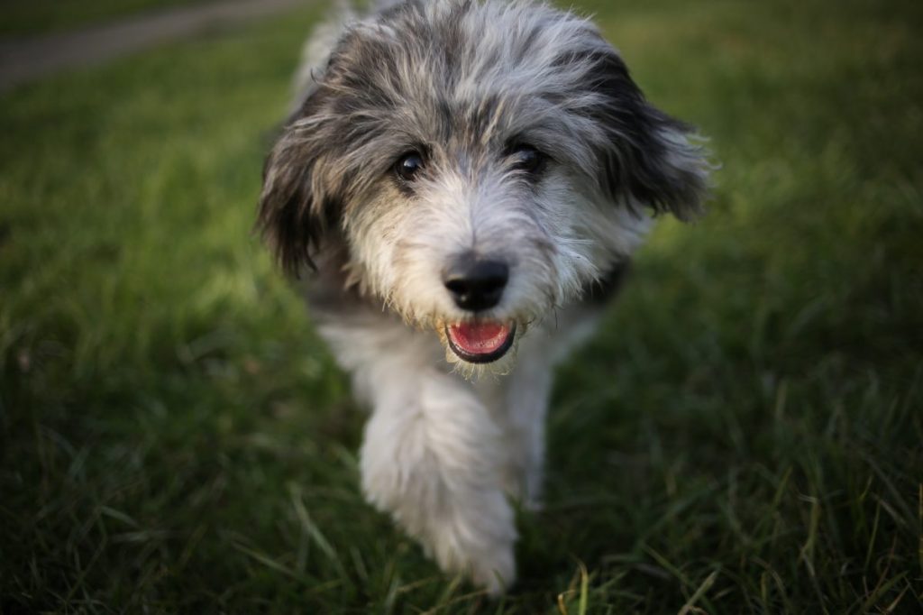 Six month old mini Aussiedoodle puppy.