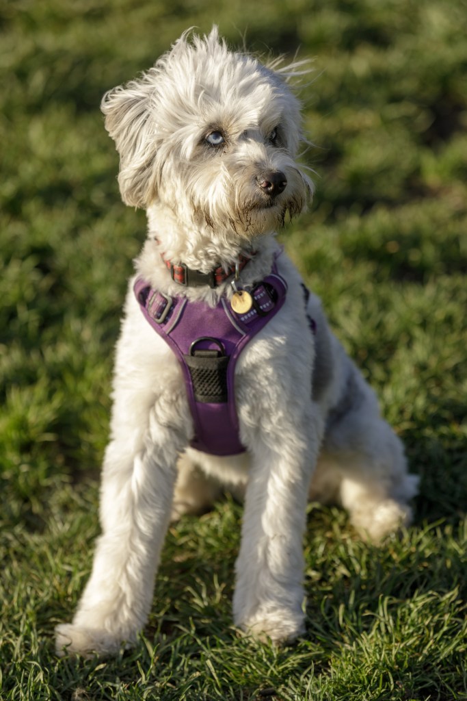 11-month-old Miniature Australian Shepherd Poodle Mix female puppy sitting and looking away.