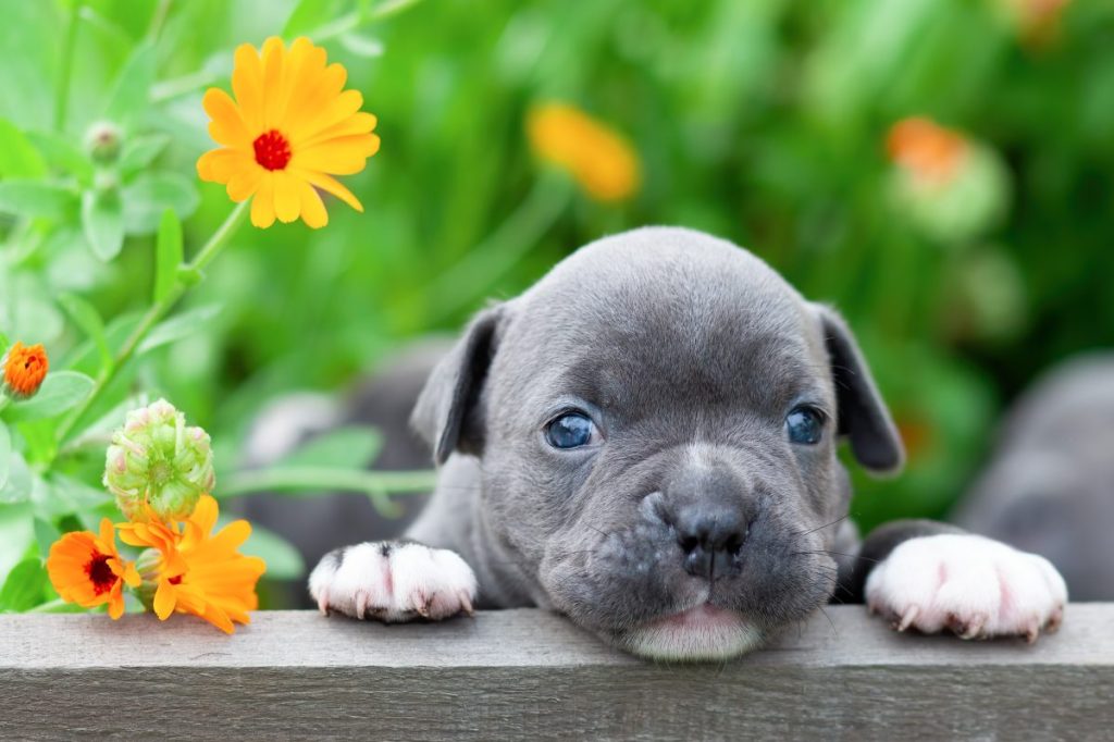 Cute American Bully puppy dog in the garden.