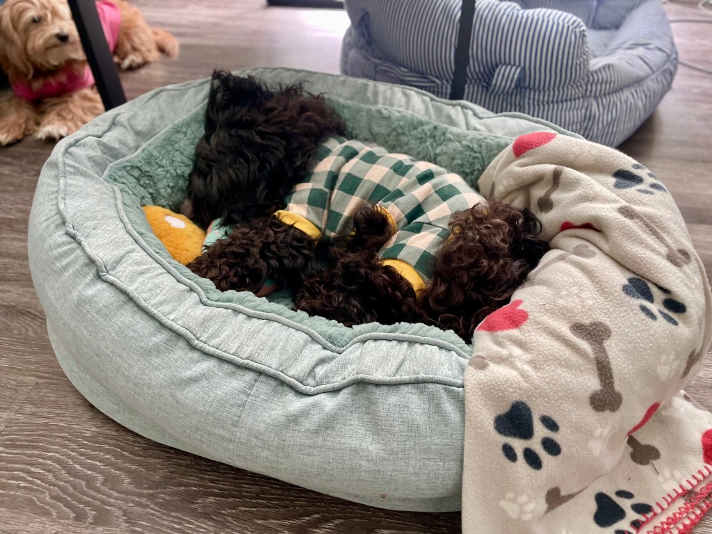 Washington, a Schnoodle, sleeping in a green FunnyFuzzy dog bed donut. Goldie, a Terrier dog, in background. 