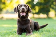 A Chocolate Labrador laying on the grass with mouth open, Labradors aren't good guard dogs