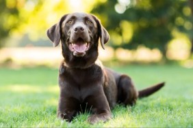 A Chocolate Labrador laying on the grass with mouth open, Labradors aren't good guard dogs