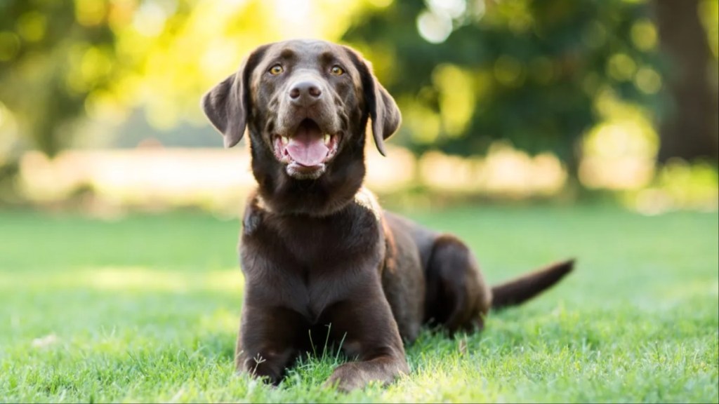 A Chocolate Labrador laying on the grass with mouth open, Labradors aren't good guard dogs