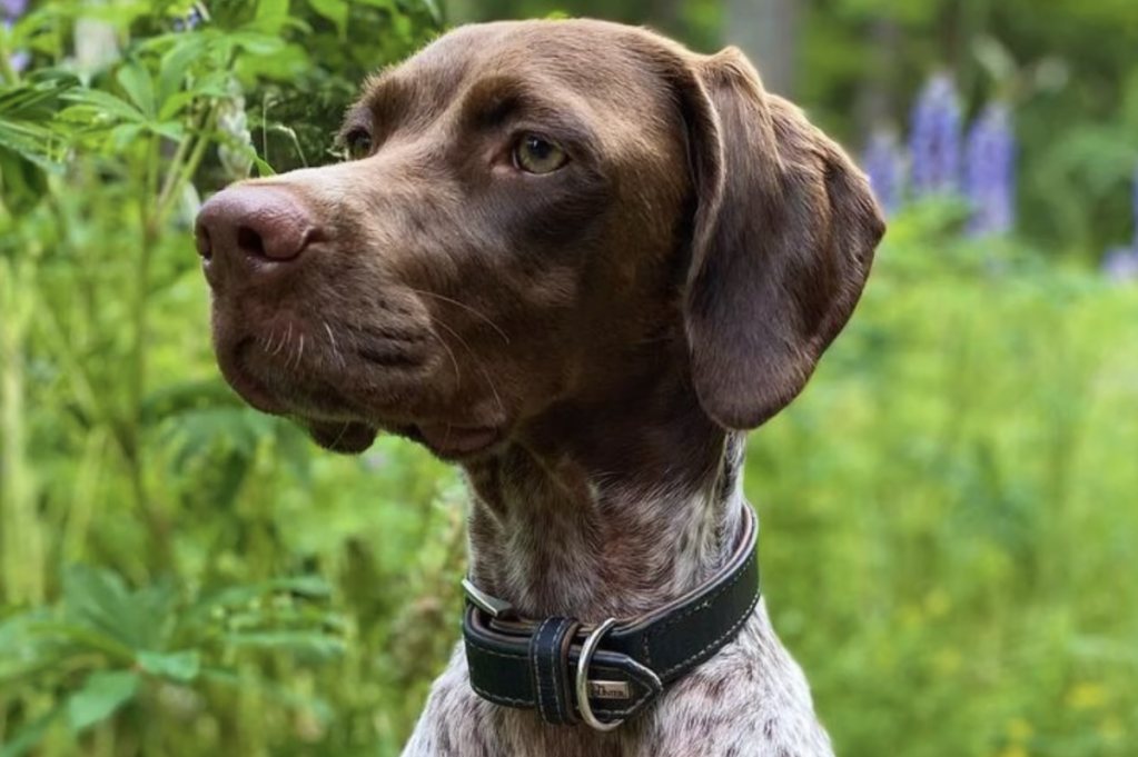 A regal Braque Francais Pyrenean looking to the right.