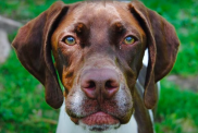 A closeup shot of a beautiful white and chestnut colored Braque Francais Pyrenean, a rare French pointer breed.