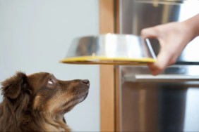 An owner serving food to their dog, the Farmer's Dog has not faced any food recall in 2024.