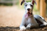 A dog of the breed, Great Dane, sitting, like the dog in the film, The Friend.