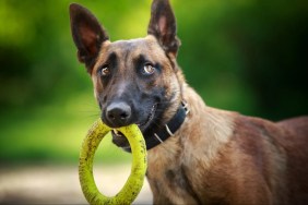 A Belgian Malinois dog, they can become friendly to other pets through early socialization