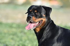 A close-up of Rottweiler standing with tongue out, like the Rottweiler involved in the dog shooting at a Nevada dog park