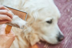 A woman combing a Golden Retriever, the breed sheds equally to Labrador Retrievers.