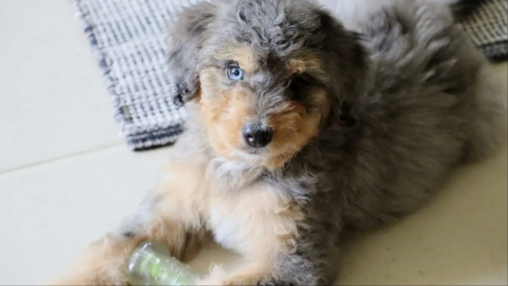 A Bernedoodle puppy, like the law enforcement puppy Leo helping older adults in Douglas County, Colorado.