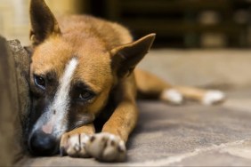 A sad-looking brown dog lying on the stairs, a North Carolina man stomped a dog in the head and face