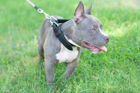 Pocket Bully puppy on grass.