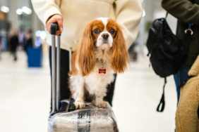 A dog on a suitcase in airport, American Airlines has updated its pet policy.