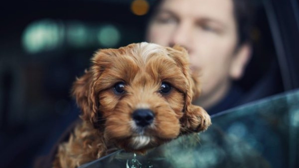 A puppy sitting in a car window, a car accident in Missouri left a man and a puppy dead.