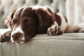 Dog lying on the couch at home.