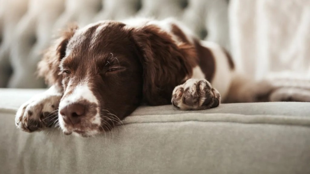 Dog lying on the couch at home.