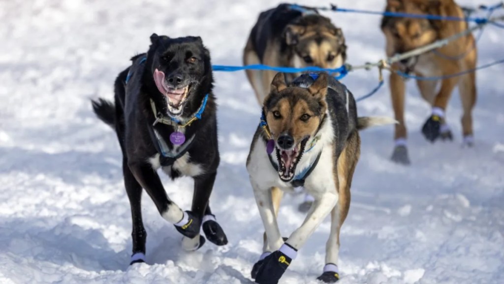 Alaskan huskies in harnesses pulling a dog sled.