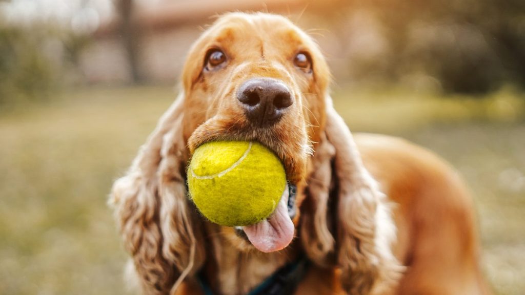 Playful Spaniel, a breed with a potential for mouthiness, playing with ball in park