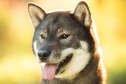 Close-up portrait of cute and beautiful Japanese dog breed Shikoku sitting in the park in summer.