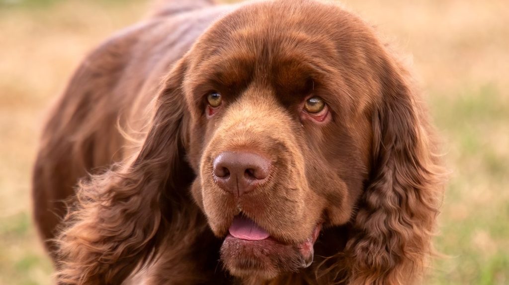 Sussex Spaniel walking across the grass