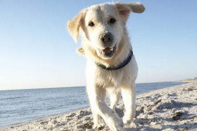 A yellow retriever runs toward the camera on a beach in Sweden