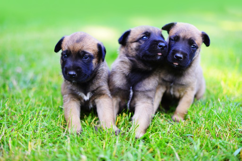 Belgian Malinois puppies in field.