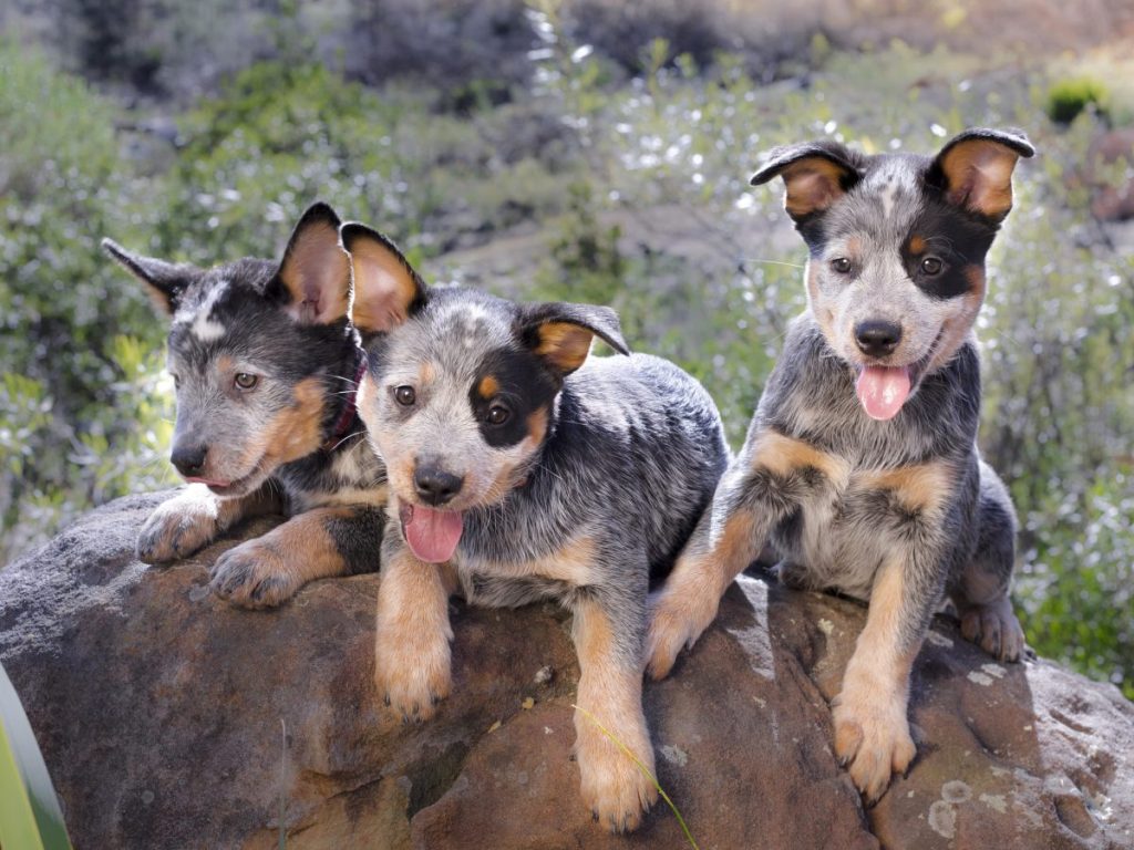 Australian Cattle Dog (Blue Heeler) puppies laying on a rock outdoors.