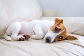 Jack Russell dog, in need of amoxicillin to treat his bacterial infection, lying on a leather couch.