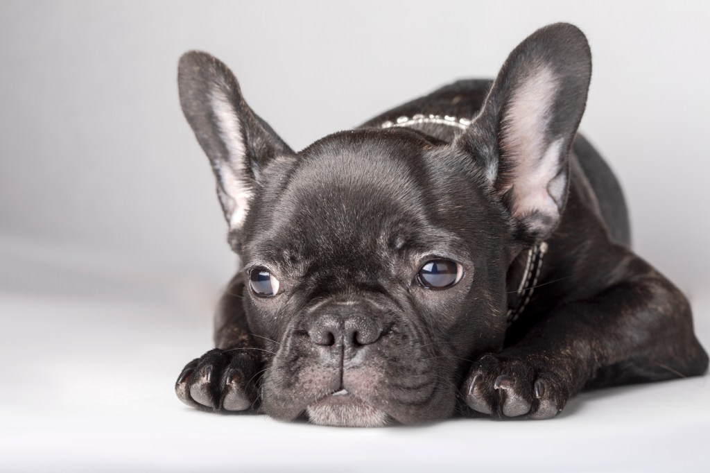 Black French Bulldog on a white background.