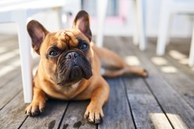 French Bulldog resting outdoors.