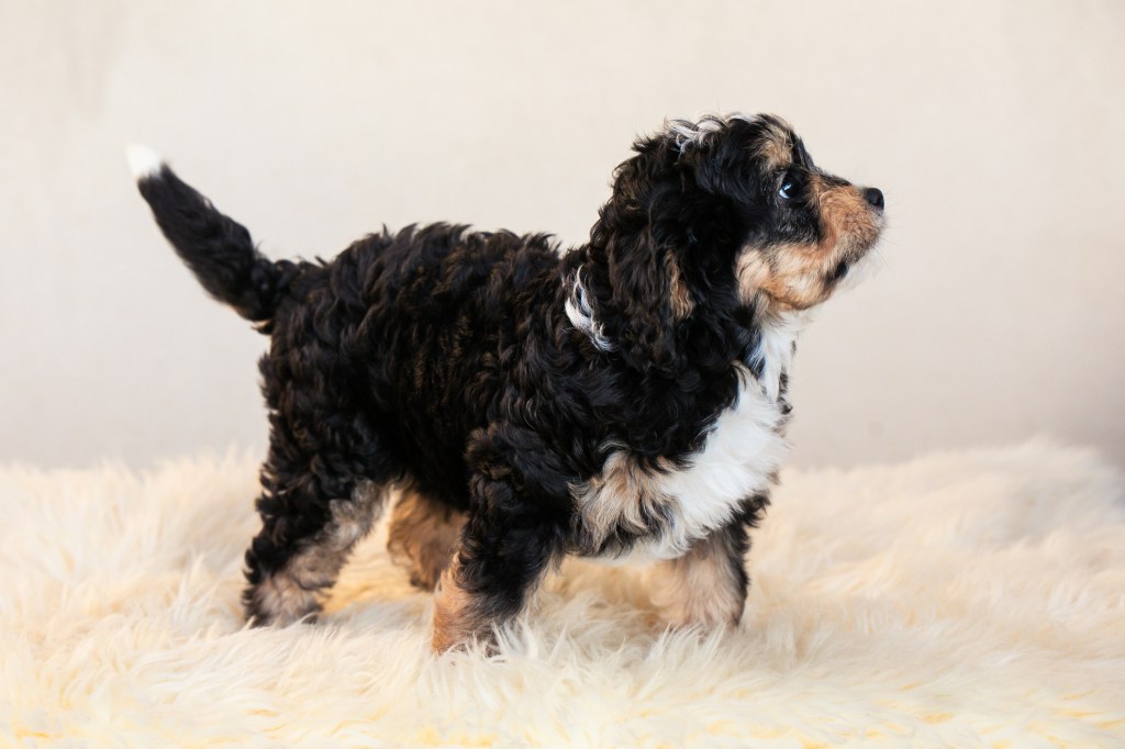 Pup sitting on white fur on white background.