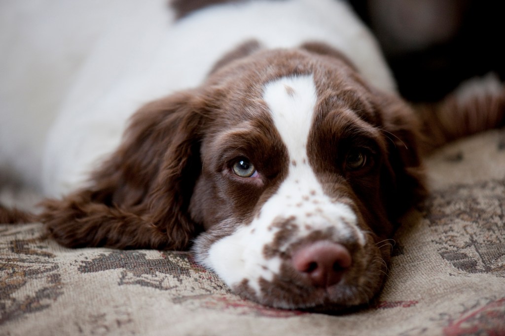 Three month old English Springer Spaniel.