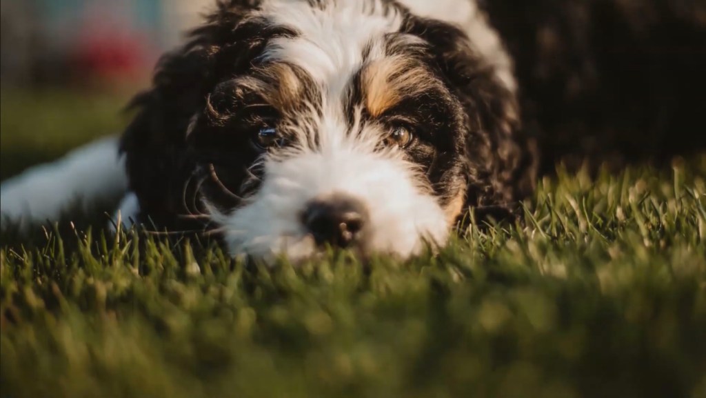 Havapoo puppy looking at the camera.