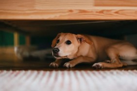 Terrified little puppy lying on the floor below bed.