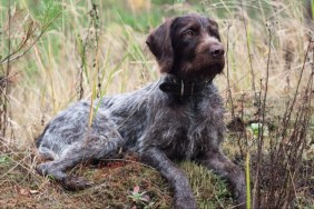 Hunting dog German Wirehaired Pointer rests in the grass.