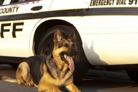 German Shepard canine unit lying in front of a sheriff’s car.